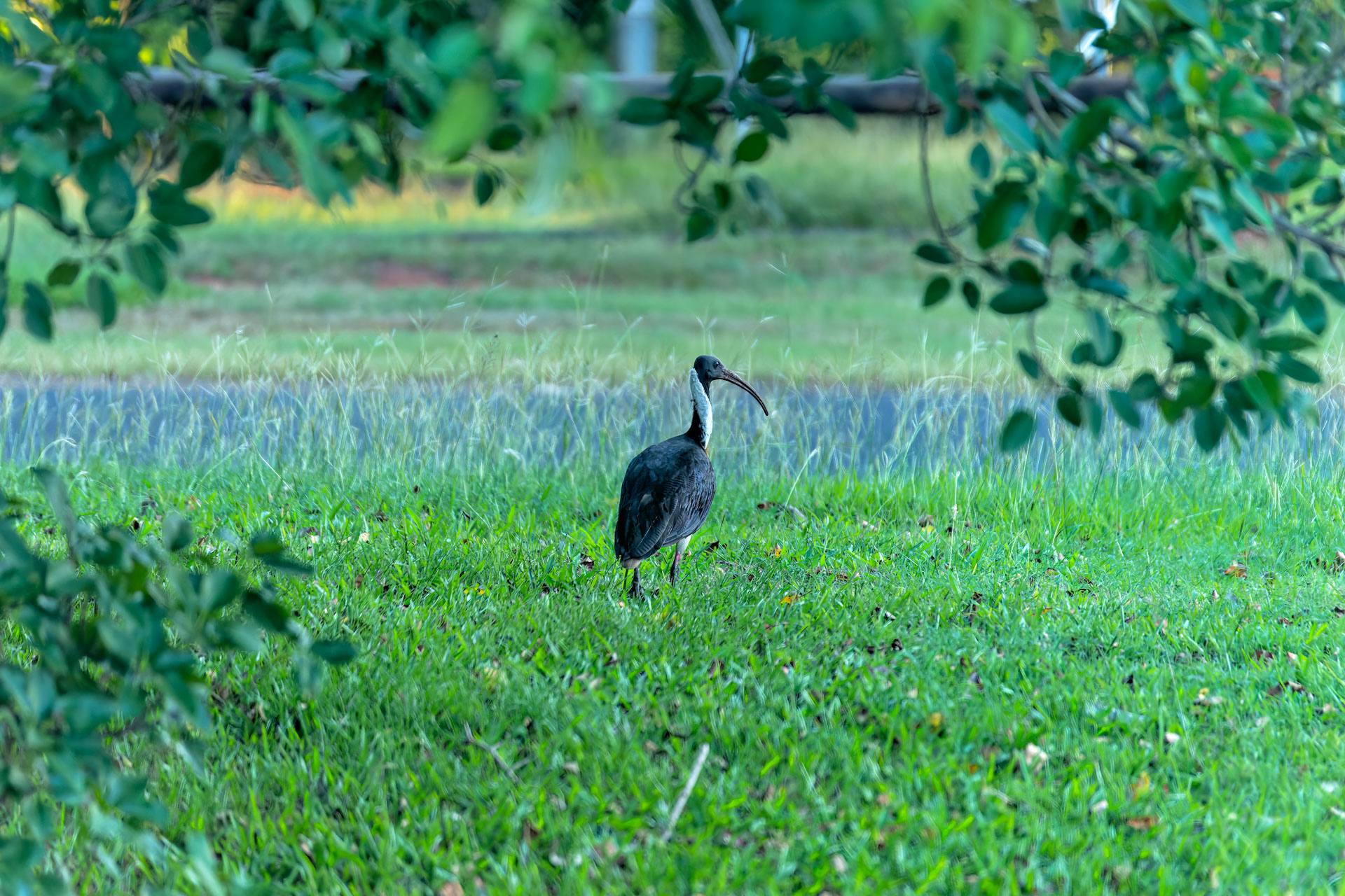 Litchfield National Park - Stachelibis